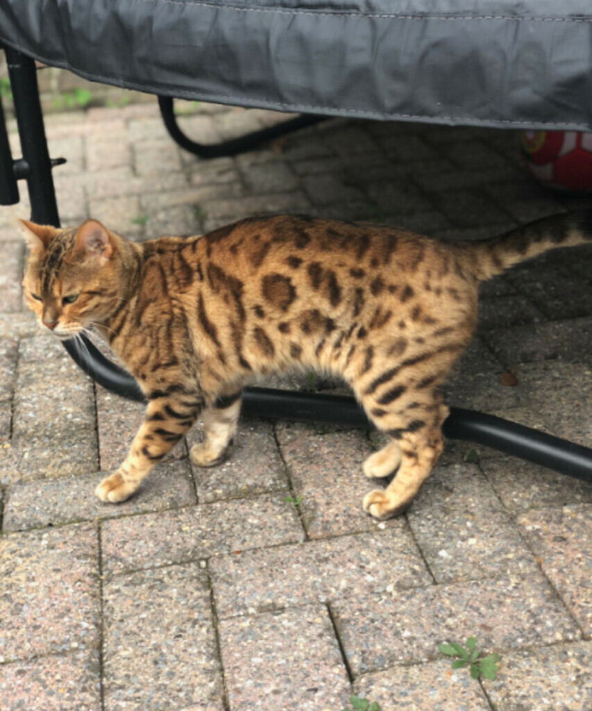 Kitty -.
