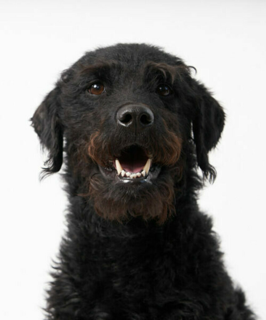 Fritz B.