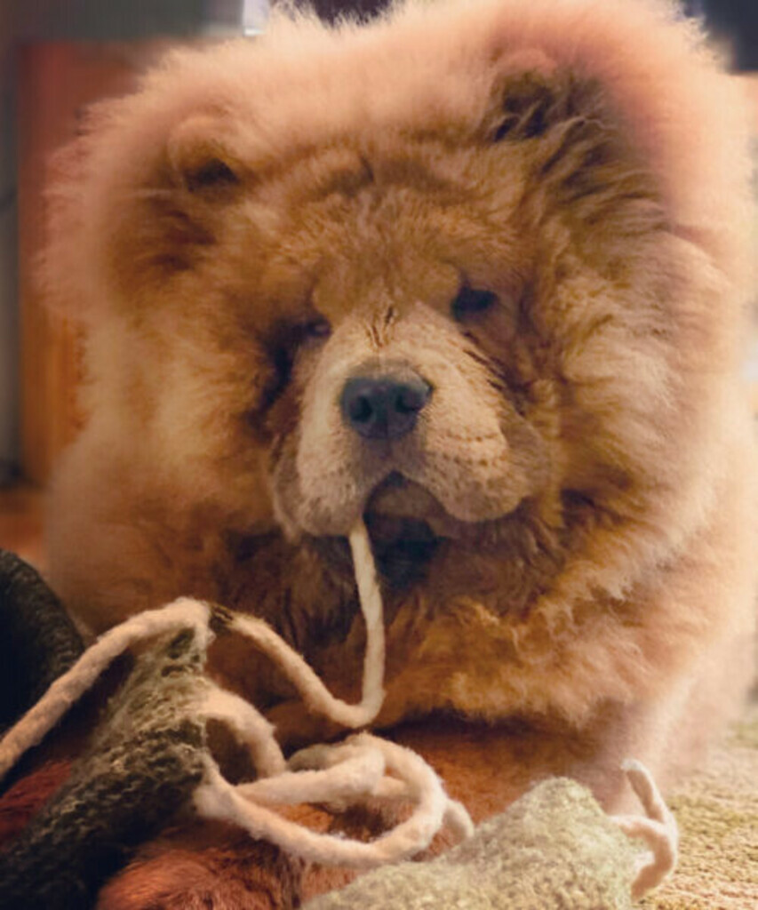 Bear G.
